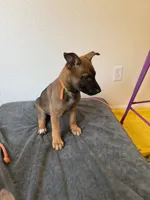 Orange Male, a male Belgian Malinois and German Shepherd Dog for sale in Fernley, NV – 4 of 5