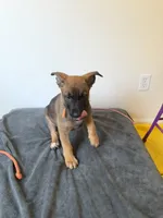 Orange Male, a male Belgian Malinois and German Shepherd Dog for sale in Fernley, NV – 3 of 5