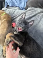 Blue Male, a male Belgian Malinois and German Shepherd Dog for sale in Fernley, NV – 2 of 6
