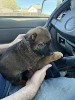 Pink female , a female Belgian Malinois and German Shepherd Dog for sale in Fernley, NV – 6 of 8
