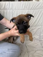 Sliver female , a female Belgian Malinois and German Shepherd Dog for sale in Fernley, NV – 5 of 5