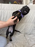 Purple female , a female Belgian Malinois and German Shepherd Dog for sale in Fernley, NV – 4 of 7