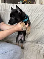 Blue Male, a male Belgian Malinois and German Shepherd Dog for sale in Fernley, NV – 4 of 6