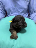 Yellow Female , a female Belgian Malinois and German Shepherd Dog for sale in Fernley, NV – 7 of 8