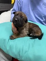Green male , a male German Shepherd Dog for sale in Fernley, NV – 8 of 9