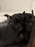 Yellow Female , a female Belgian Malinois and German Shepherd Dog for sale in Fernley, NV – 5 of 8
