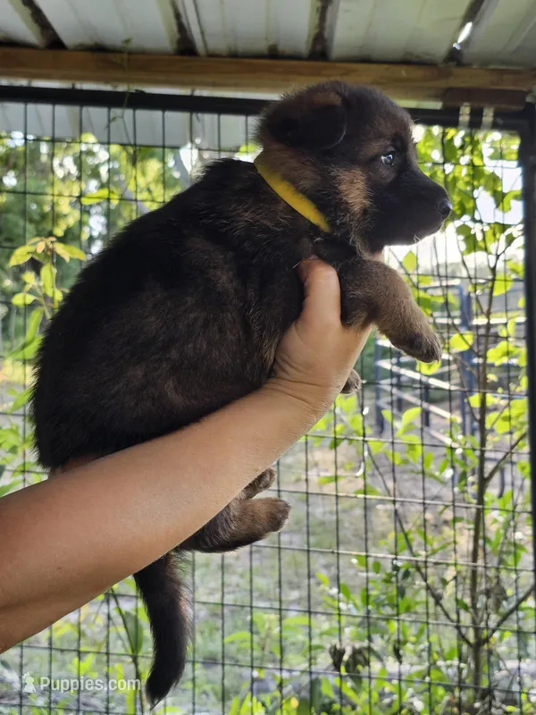 Yellow – German Shepherd Dog puppy for sale in Madison, FL