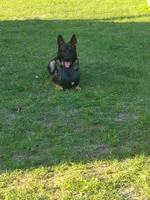 Upcoming litter, a  German Shepherd Dog for sale in Madison, FL – Photo 1 of 2