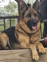 Upcoming litter, a  German Shepherd Dog for sale in Madison, FL – Photo 2 of 2