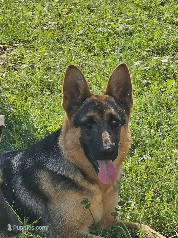 Ruby – German Shepherd Dog puppy for sale in Madison, FL