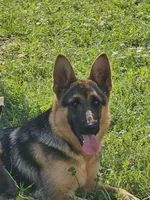 Ruby, a female German Shepherd Dog for sale in Madison, FL – Photo 1 of 2