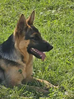 Ruby, a female German Shepherd Dog for sale in Madison, FL – Photo 2 of 2