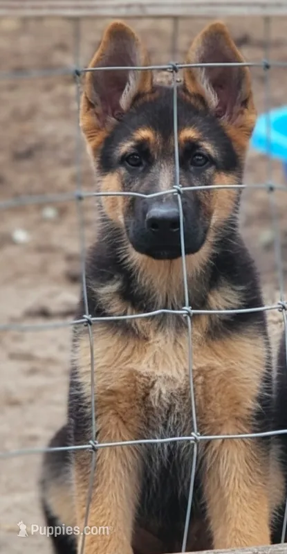 Roxy – German Shepherd Dog puppy for sale in Madison, FL