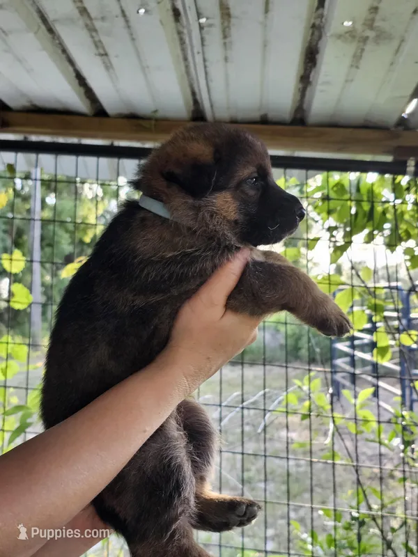 Scion – German Shepherd Dog puppy for sale in Madison, FL