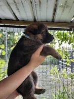 Scion, a male German Shepherd Dog for sale in Madison, FL – 1 of 1
