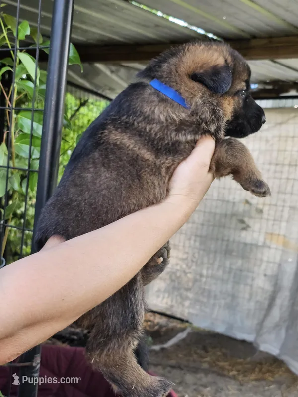 Blue – German Shepherd Dog puppy for sale in Madison, FL