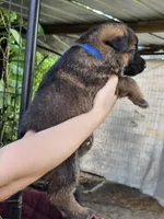 Blue, a male German Shepherd Dog for sale in Madison, FL – 1 of 1