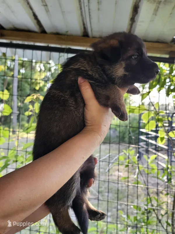 Sable girl – German Shepherd Dog puppy for sale in Madison, FL