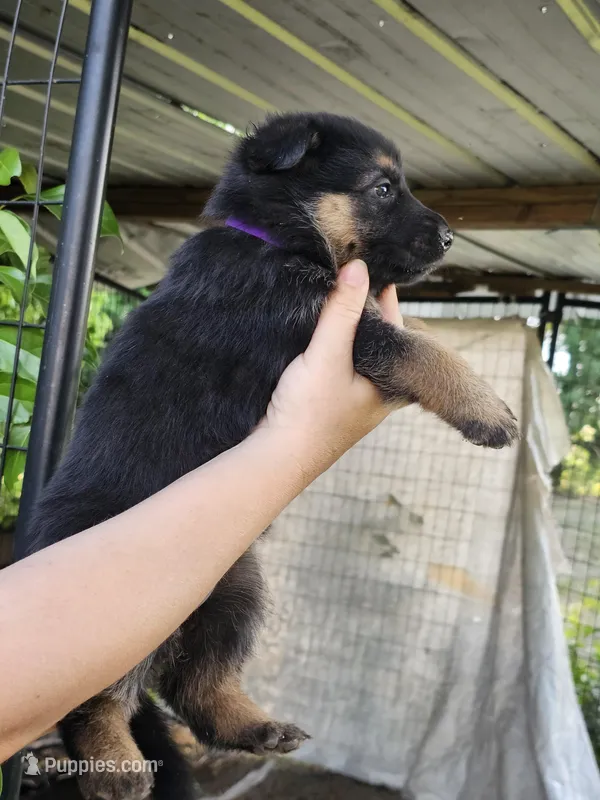 Purple – German Shepherd Dog puppy for sale in Madison, FL