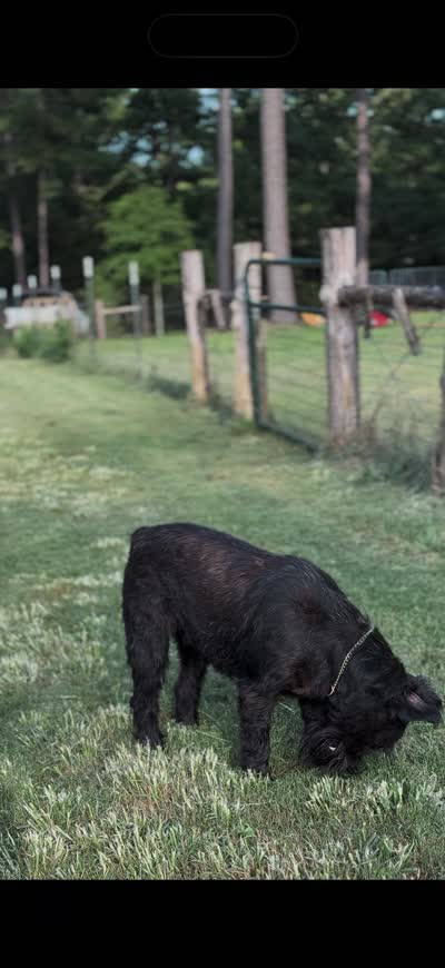 Max, a  Giant Schnauzer for sale in Big Sandy, TX – 2 of 6
