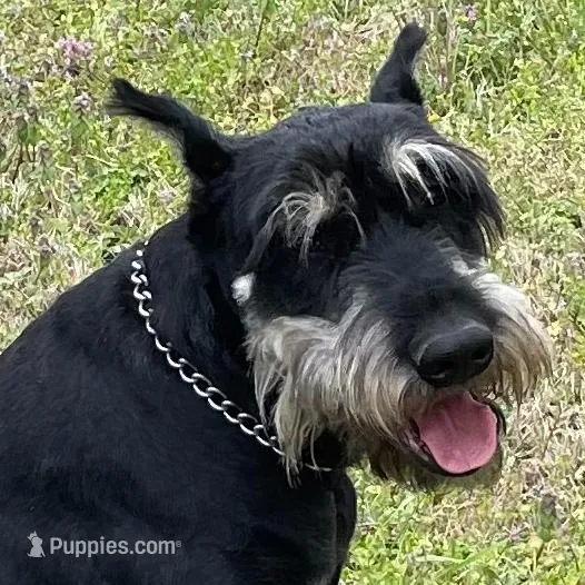 Ziva - Loyal Adult Giant Schnauzer – Giant Schnauzer puppy for sale in Big Sandy, TX