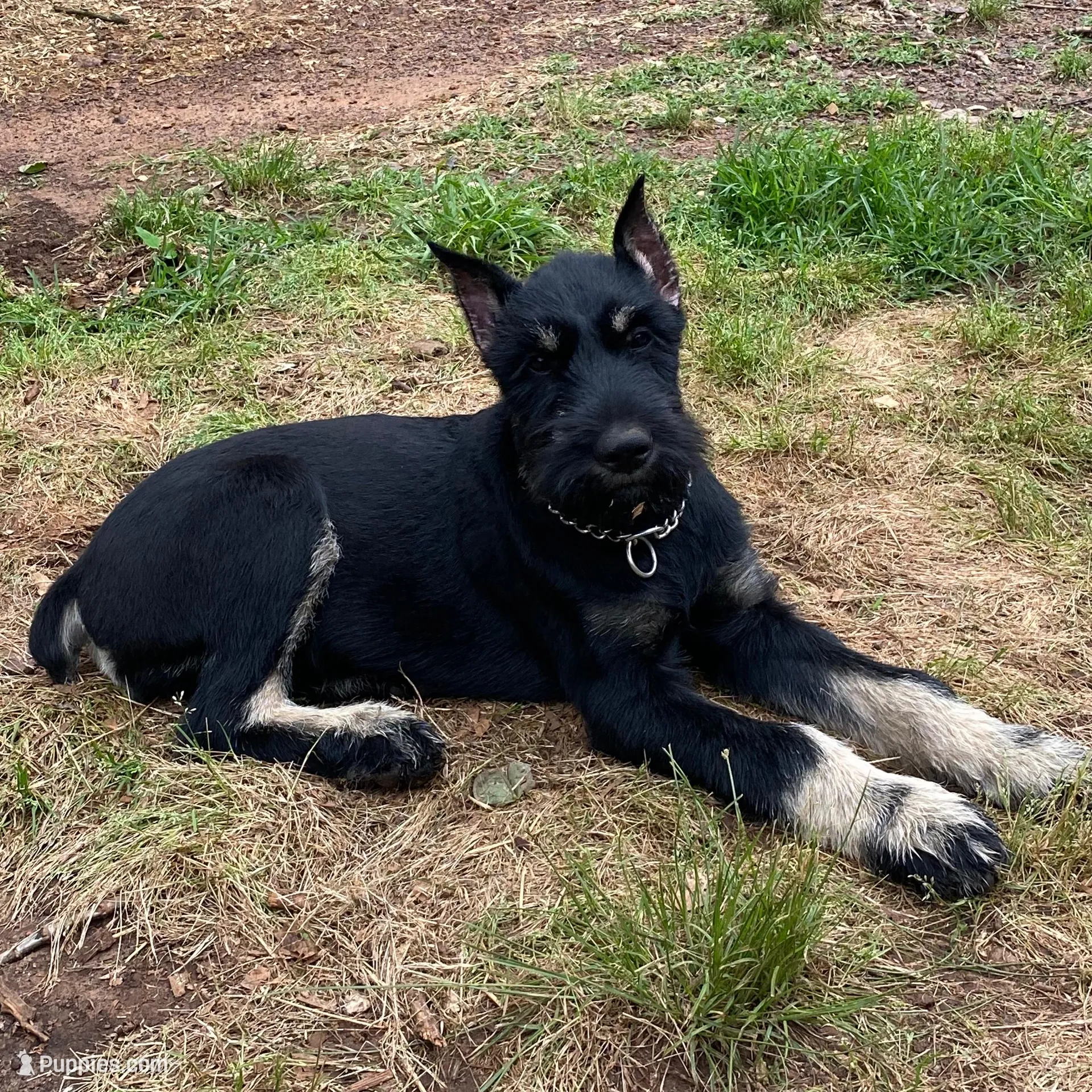 Ziva - Loyal Adult Giant Schnauzer, a female Giant Schnauzer for sale in Big Sandy, TX – Photo 2 of 2