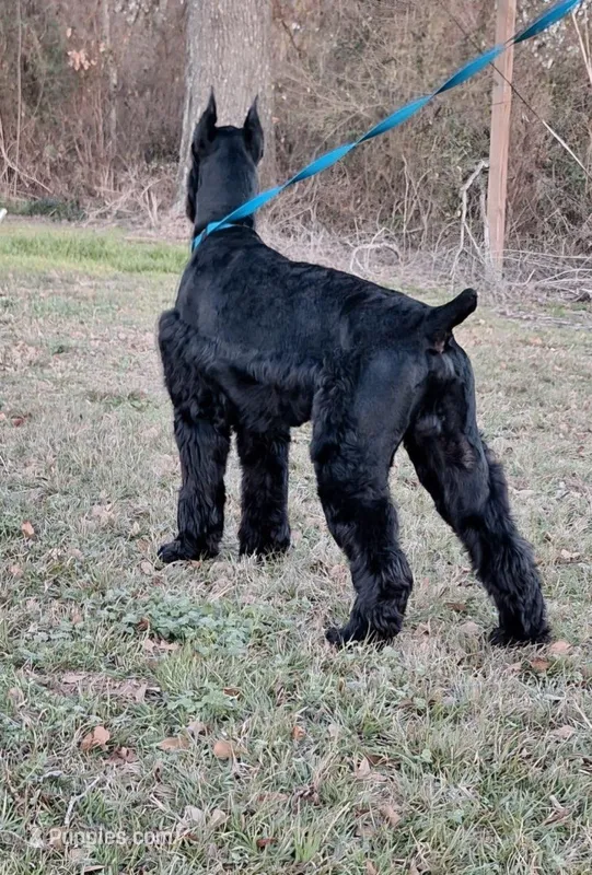 Max – Giant Schnauzer puppy for sale in Big Sandy, TX
