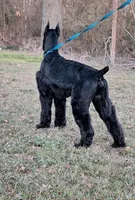 Max, a  Giant Schnauzer for sale in Big Sandy, TX – 1 of 6