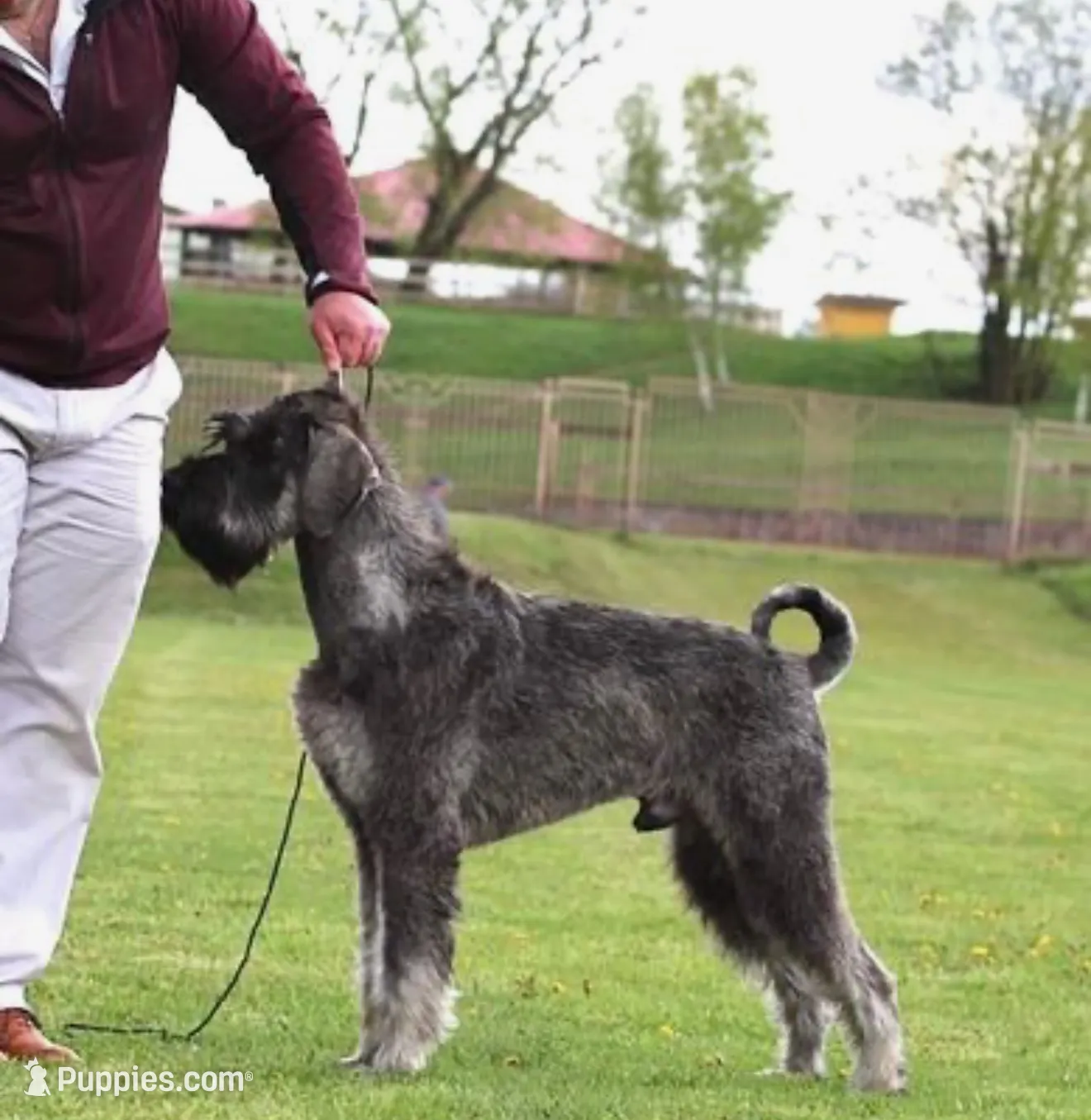 Champion Sired, a  Giant Schnauzer for sale in Big Sandy, TX – Photo 2 of 7