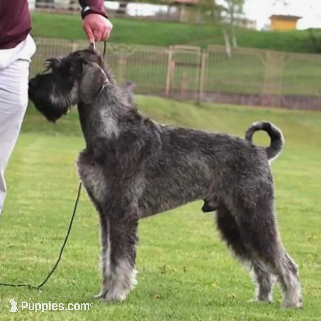Giant Girl, a  Giant Schnauzer for sale in Big Sandy, TX – Photo 3 of 8