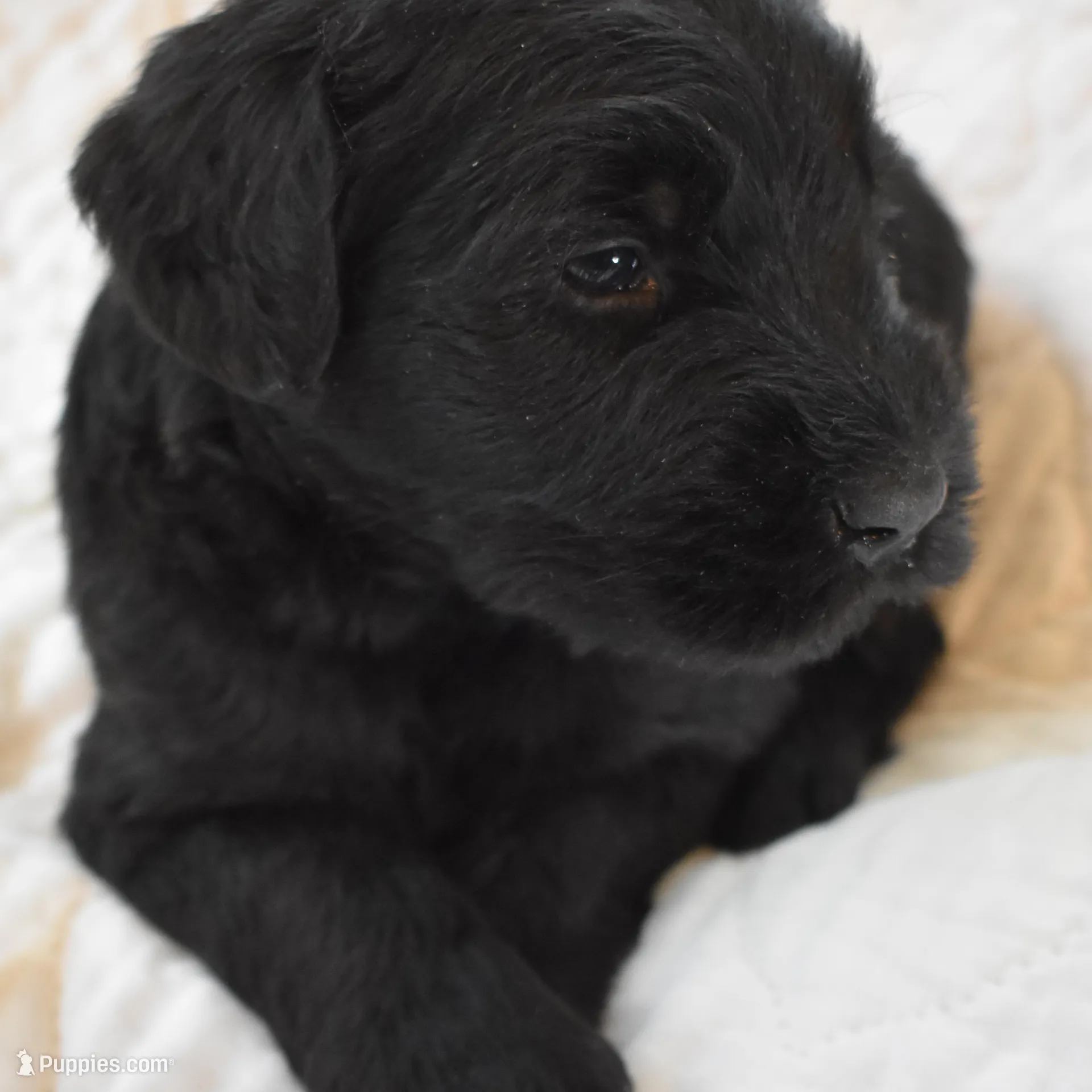 Giant Female Pup – Giant Schnauzer puppy for sale in Big Sandy, TX