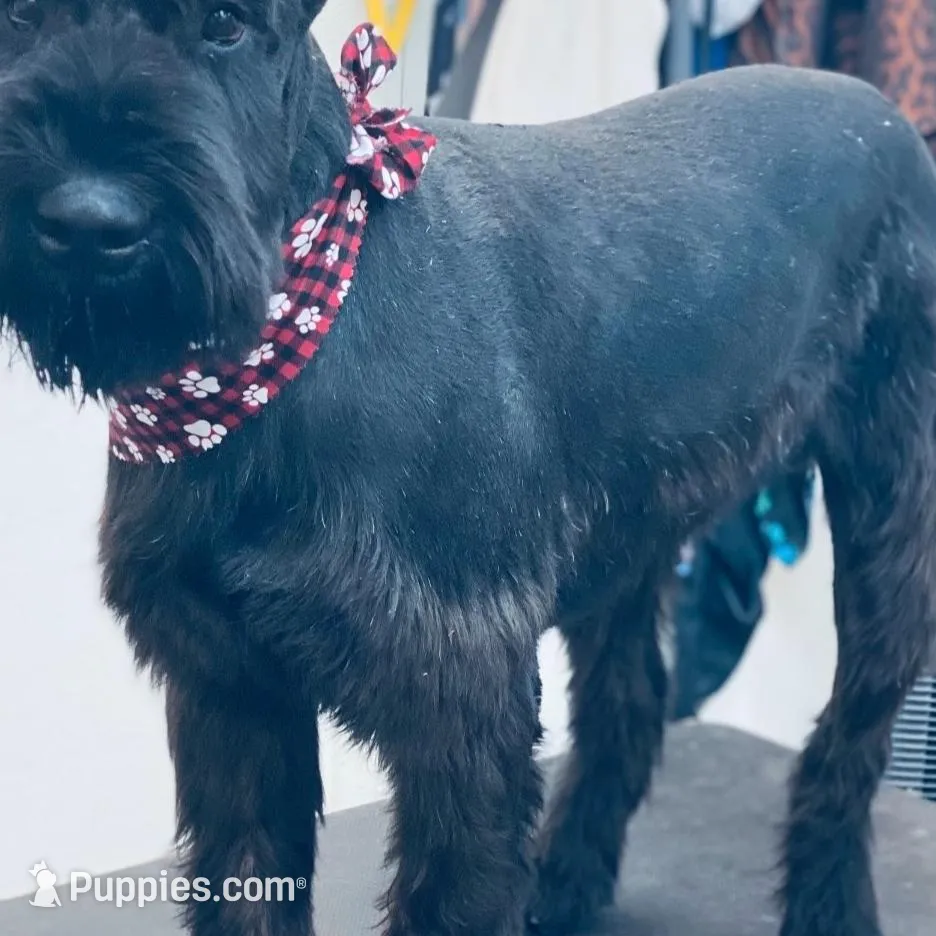 Giant Female Pup, a  Giant Schnauzer for sale in Big Sandy, TX – Photo 5 of 9