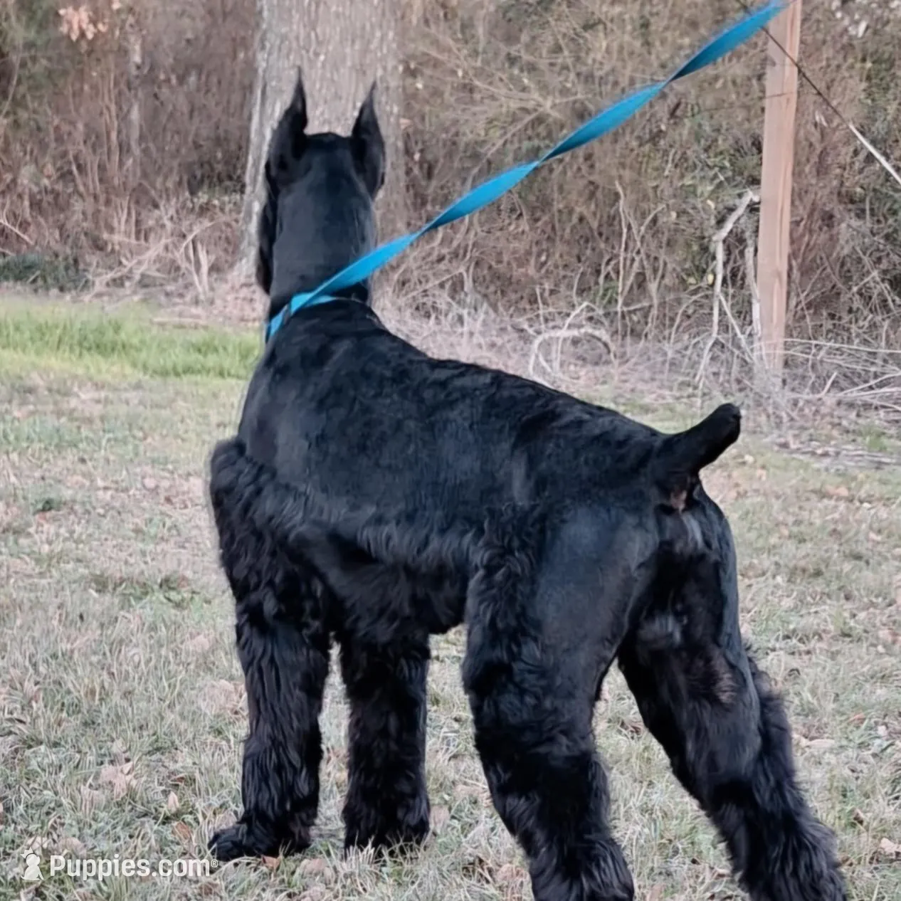 Giant Female Pup, a female Giant Schnauzer for sale in Big Sandy, TX – 4 of 5