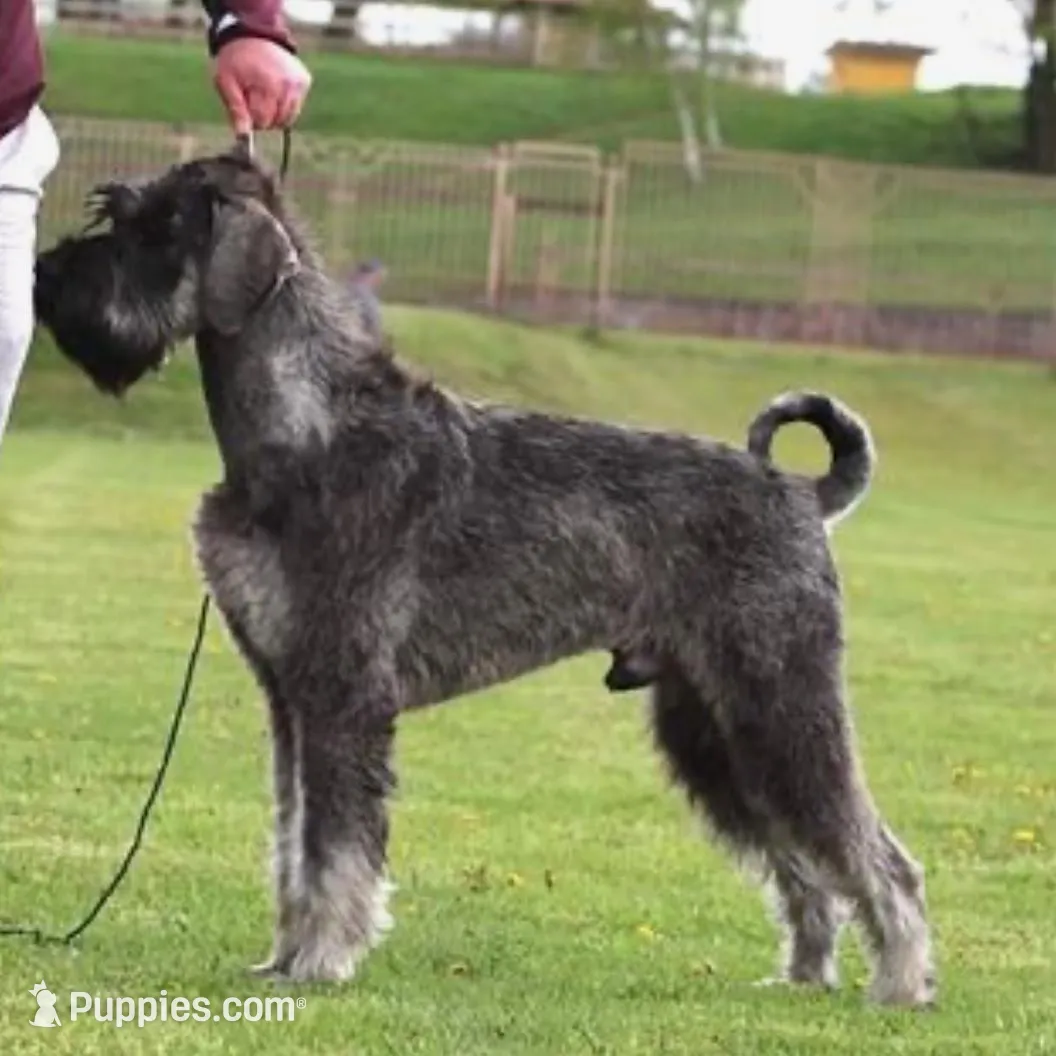 Giant Female Pup, a  Giant Schnauzer for sale in Big Sandy, TX – Photo 4 of 9