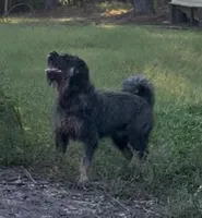 Giant Female Pup, a  Giant Schnauzer for sale in Big Sandy, TX – Photo 8 of 9