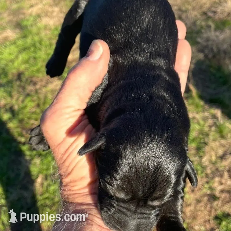 Giant Female Pup, a  Giant Schnauzer for sale in Big Sandy, TX – Photo 3 of 9