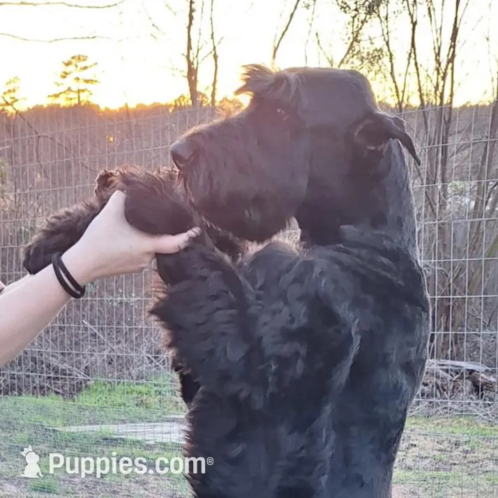 Giant Female Pup, a female Giant Schnauzer for sale in Big Sandy, TX – 5 of 5