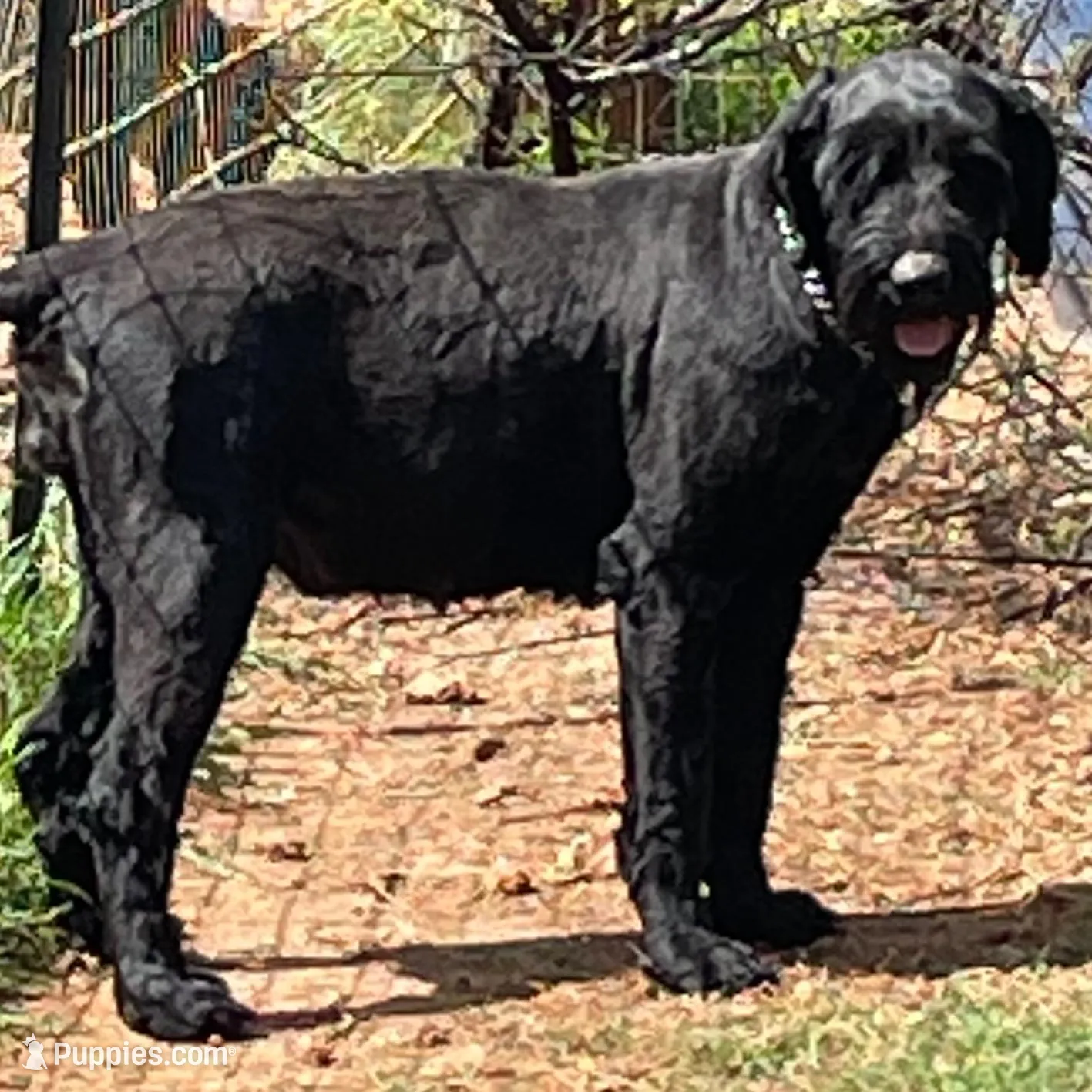 Giant Female Pup, a female Giant Schnauzer for sale in Big Sandy, TX – 3 of 5