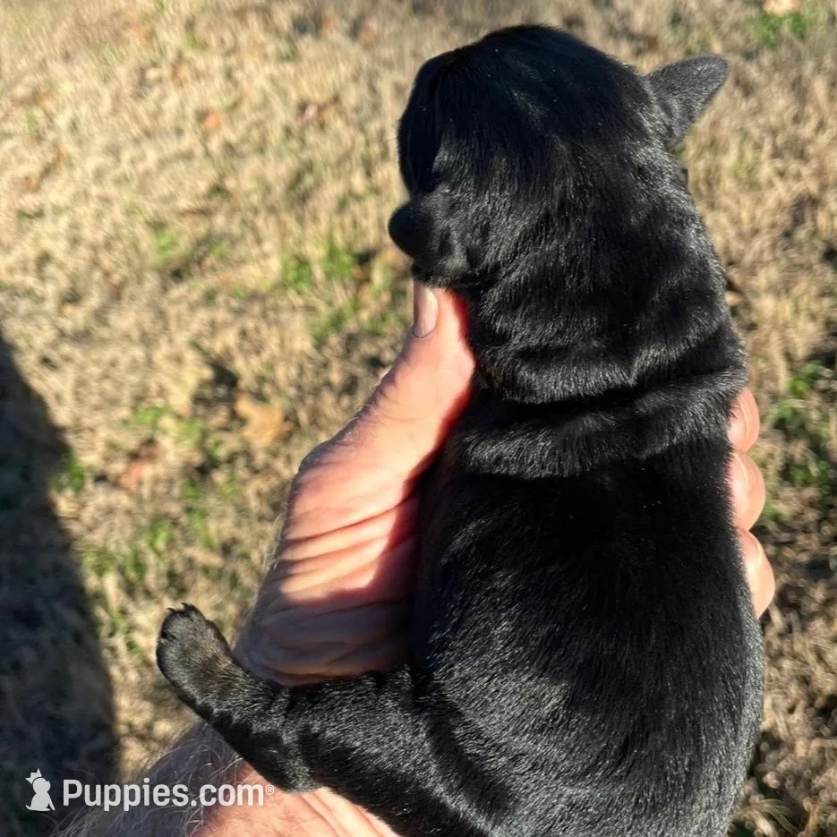 Giant Female Pup, a  Giant Schnauzer for sale in Big Sandy, TX – Photo 2 of 9