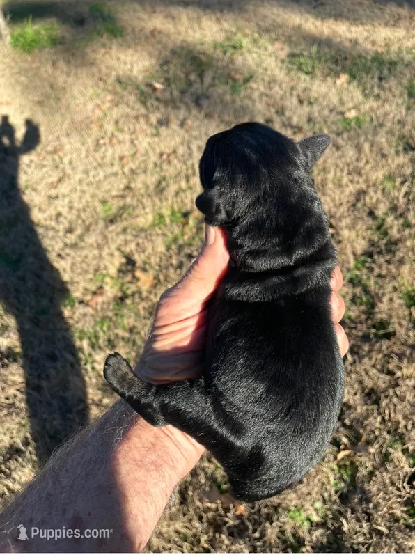 Giant Schnauzer Female – Giant Schnauzer puppy for sale in Big Sandy, TX