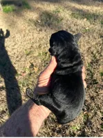Giant Schnauzer Female, a  Giant Schnauzer for sale in Big Sandy, TX – 1 of 5