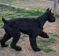 Max, a  Giant Schnauzer for sale in Big Sandy, TX – 4 of 6