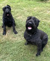 Giant Schnauzer Pup, a  Giant Schnauzer for sale in Big Sandy, TX – 3 of 5