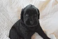 Maria's Pups, a female Giant Schnauzer for sale in Big Sandy, TX – Photo 2 of 6