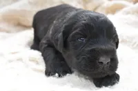 Maria's Pups, a female Giant Schnauzer for sale in Big Sandy, TX – Photo 5 of 6