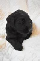 Maria's Pups, a female Giant Schnauzer for sale in Big Sandy, TX – Photo 1 of 6