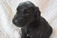 Maria's Pups, a female Giant Schnauzer for sale in Big Sandy, TX – Photo 4 of 6