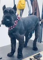 Maria's Pups, a female Giant Schnauzer for sale in Big Sandy, TX – Photo 6 of 6