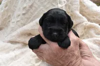Maria's Pups, a female Giant Schnauzer for sale in Big Sandy, TX – Photo 3 of 6