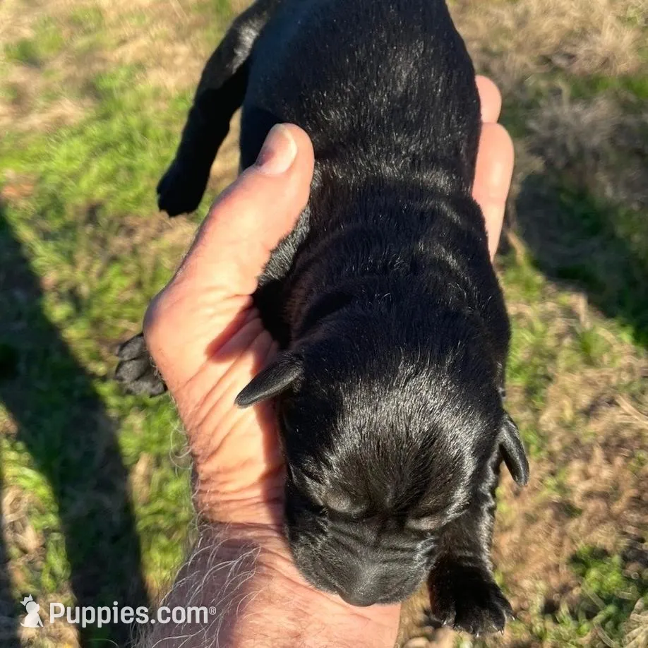 Beautiful Giant Pup Female – Giant Schnauzer puppy for sale in Big Sandy, TX